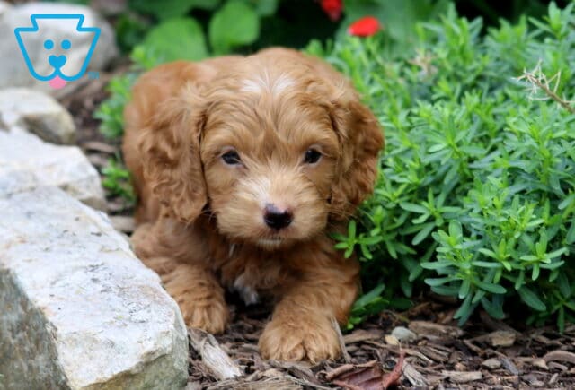 Cooper Cockapoo image