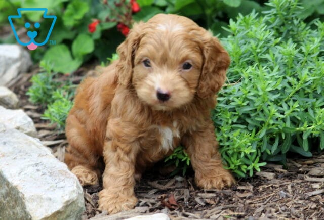 Cooper Cockapoo2 image