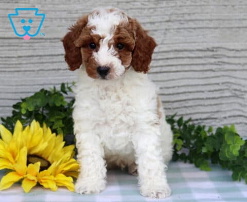 Cooper Mini Poodle