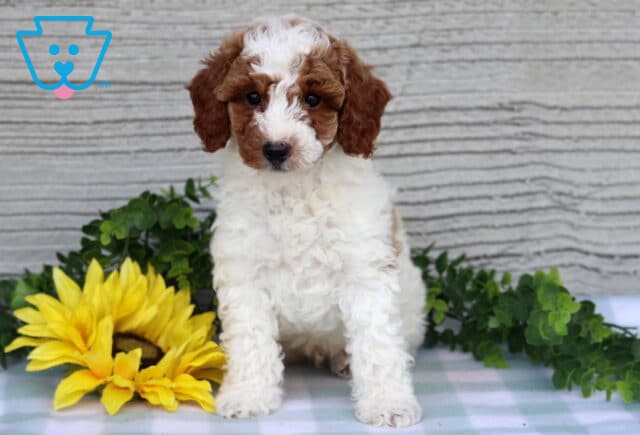 Cooper Mini Poodle image