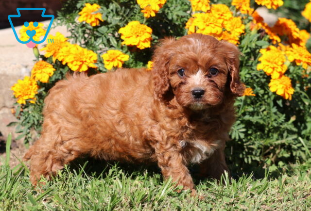 Cory Cavapoo image