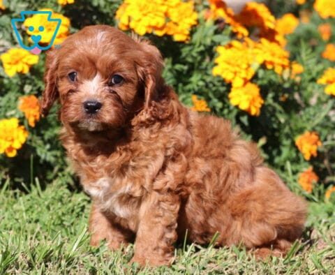 Cory Cavapoo2
