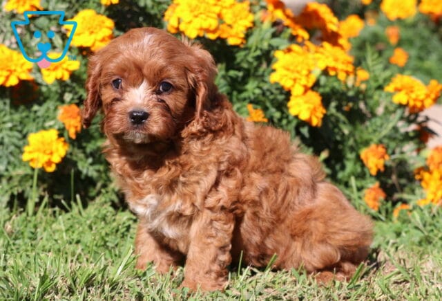 Cory Cavapoo2 image