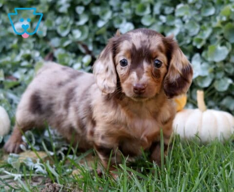Daffy Mini Dachshund