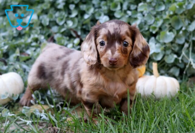 Long-haired chocolate dapple Mini Dachshund puppy standing in fresh green grass, framed by leafy plants and petite white pumpkins. image