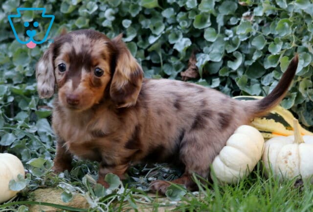 Chocolate dapple Mini Dachshund puppy standing with its tail raised among white pumpkins, autumn gourds, and dense green garden foliage. image