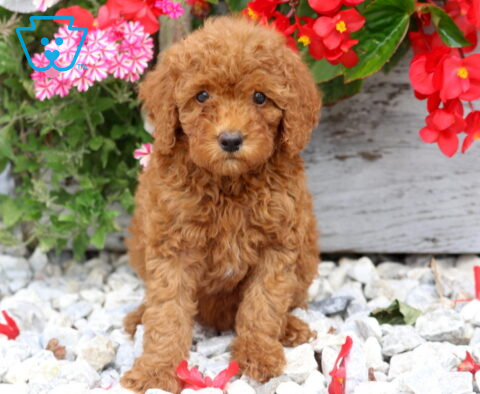 Daffy Mini Poodle