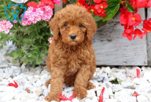 Daffy Mini Poodle image