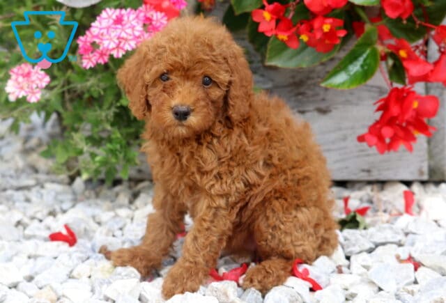 Daffy Mini Poodle2 image