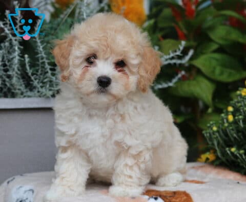 Daisy Bichpoo