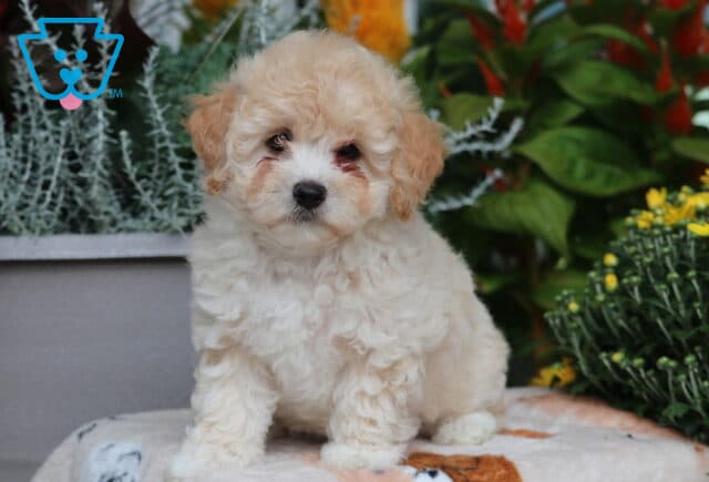 Daisy Bichpoo image