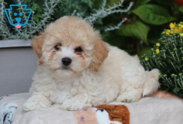 Daisy Bichpoo2 image