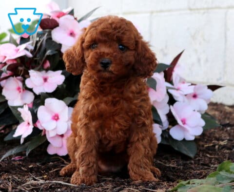 Daisy Cavapoo