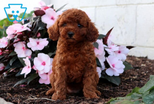 Daisy Cavapoo image