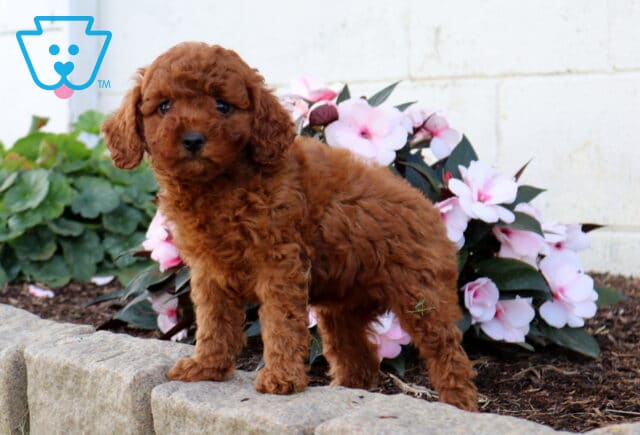 Daisy Cavapoo.2 image