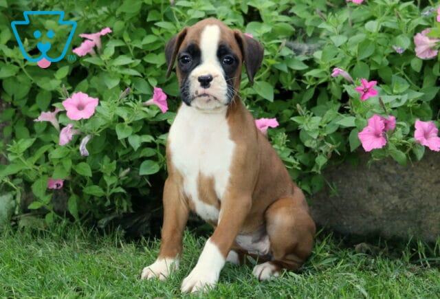 Dalilah Boxer image