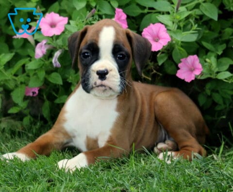 Dalilah Boxer2