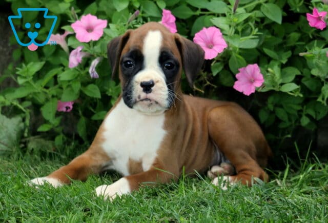 Dalilah Boxer2 image