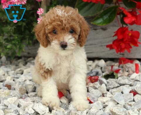 Dalilah Mini Poodle