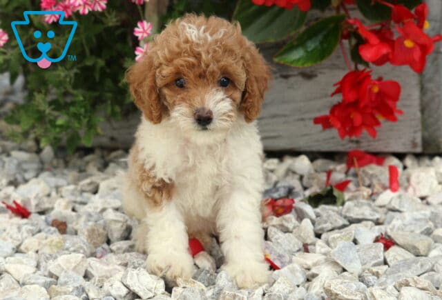 Dalilah Mini Poodle image