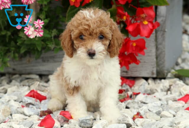 Dalilah Mini Poodle2 image