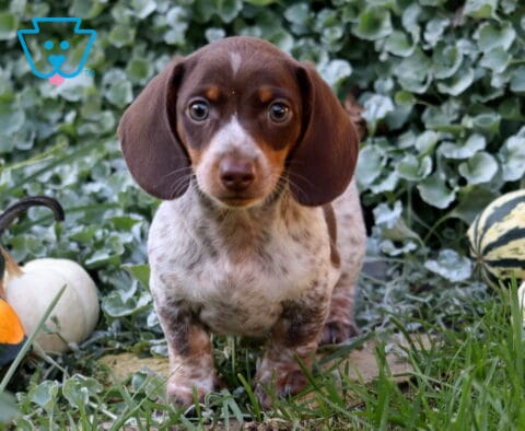Dallas Mini Dachshund