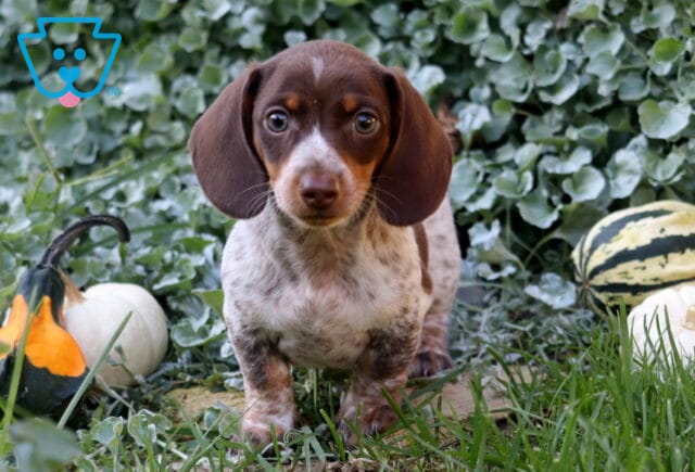Chocolate and cream piebald Mini Dachshund puppy standing alert in a leafy garden, surrounded by festive white and striped fall gourds. image