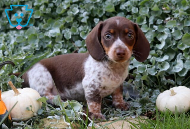 Chocolate and white Mini Dachshund puppy with speckled markings posing among lush greenery and small white pumpkins in a charming autumn setting. image