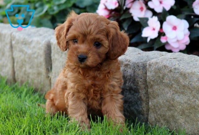 Danny, a Cavapoo puppy located in Gordonville, PA. image