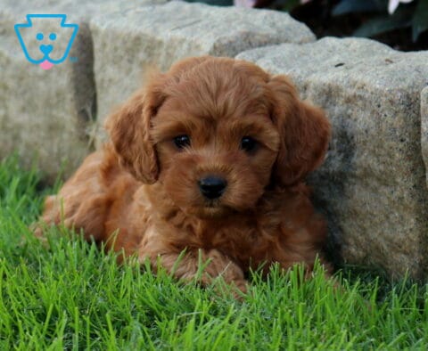 Danny Cavapoo2