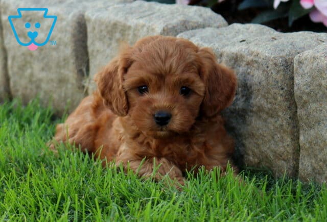 Danny, a Cavapoo puppy located in Gordonville, PA. image