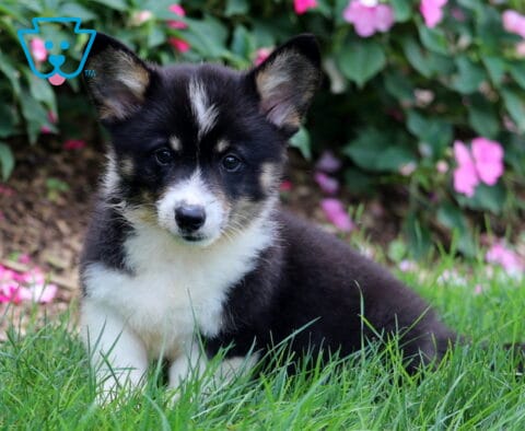 Dash Corgi