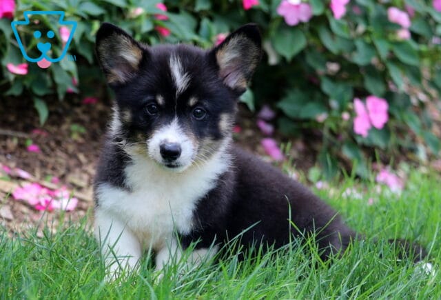 Dash Corgi image