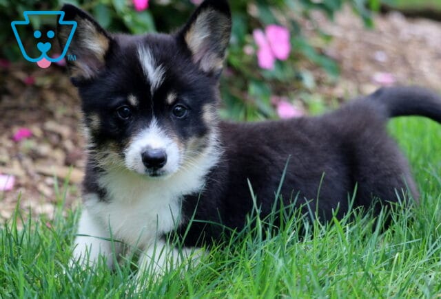 Dash Corgi2 image