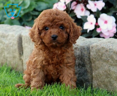 Dee Cavapoo