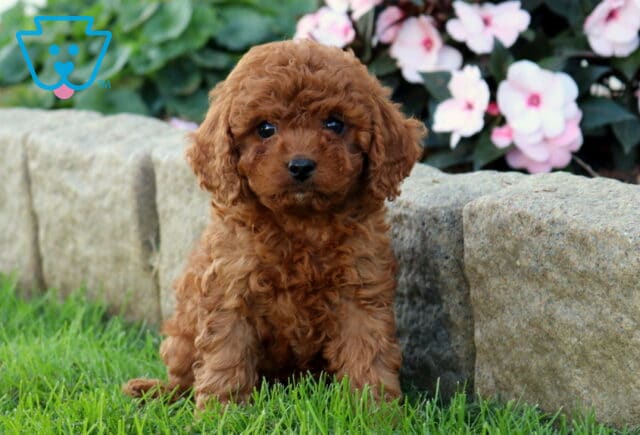 Dee Cavapoo image