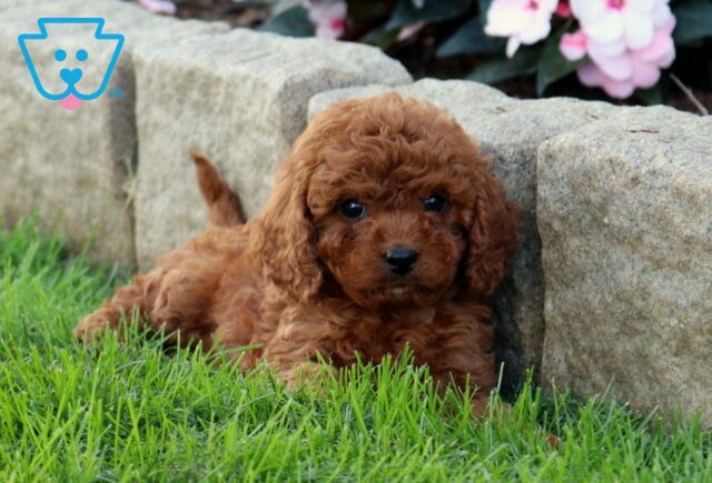Dee Cavapoo2 image