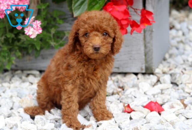 Destiny Mini Poodle image