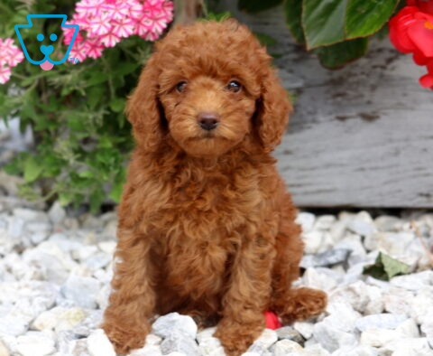 Destiny Mini Poodle2