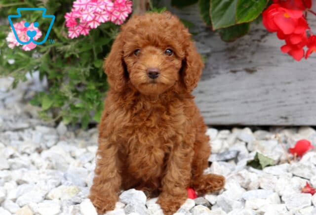 Destiny Mini Poodle2 image