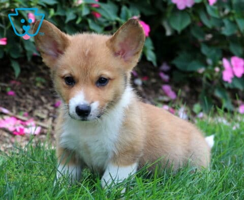 Dingo Corgi
