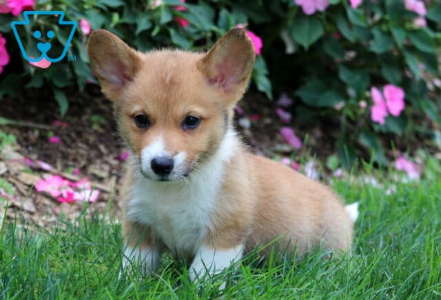 Dingo Corgi image