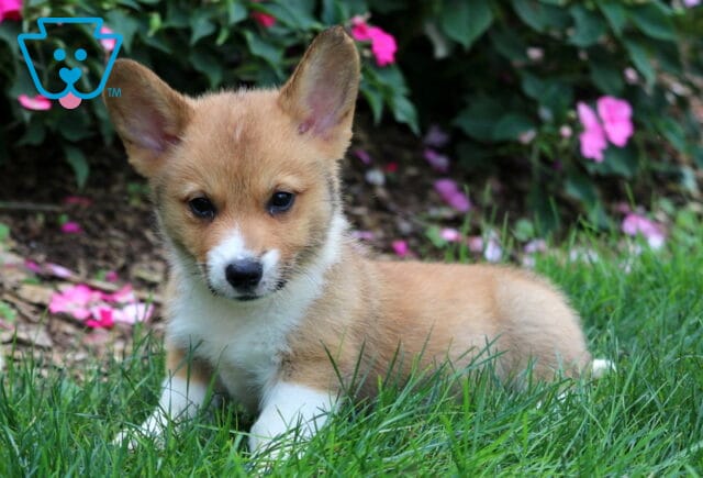 Dingo Corgi2 image