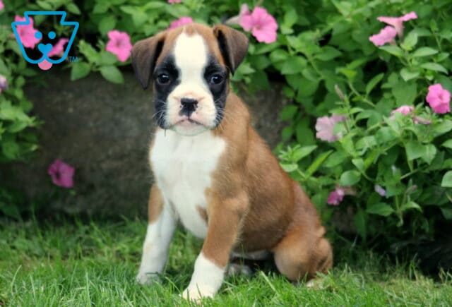 Dixie Boxer image