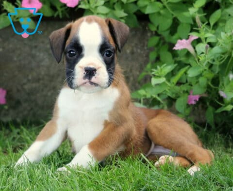 Dixie Boxer2