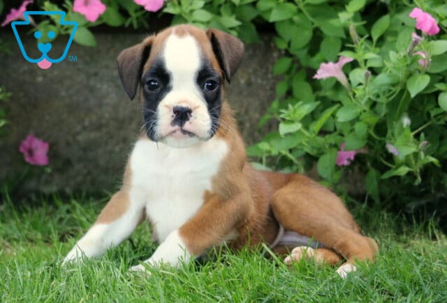 Dixie Boxer2 image