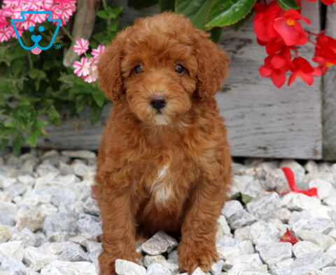 Dixie Mini Poodle