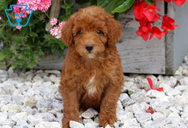 Dixie Mini Poodle image