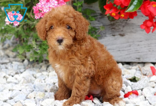 Dixie Mini Poodle2 image