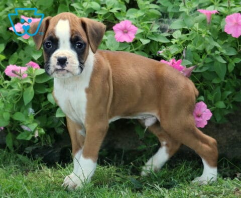 Djay Boxer
